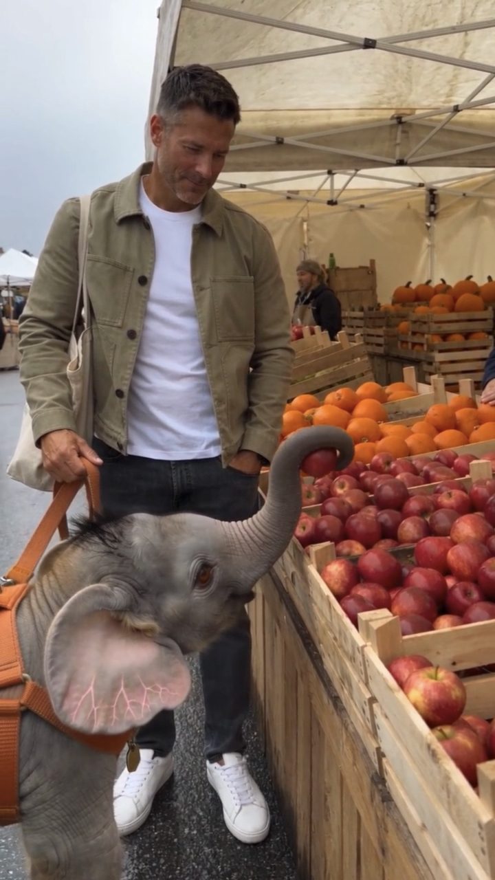 Winston reaching his trunk toward a crate of apples at a farmers market